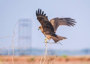 من قلب الخرطوم، تختفي غابة السنط والطيور تهاجر… حرب السودان تدمّر الطبيعة بصمت