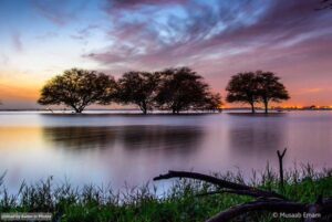 من قلب الخرطوم، تختفي غابة السنط والطيور تهاجر… حرب السودان تدمّر الطبيعة بصمت (غابة السنط قبل دمارها)