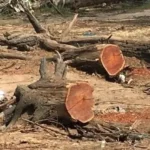 من قلب الخرطوم، تختفي غابة السنط والطيور تهاجر… حرب السودان تدمّر الطبيعة بصمت