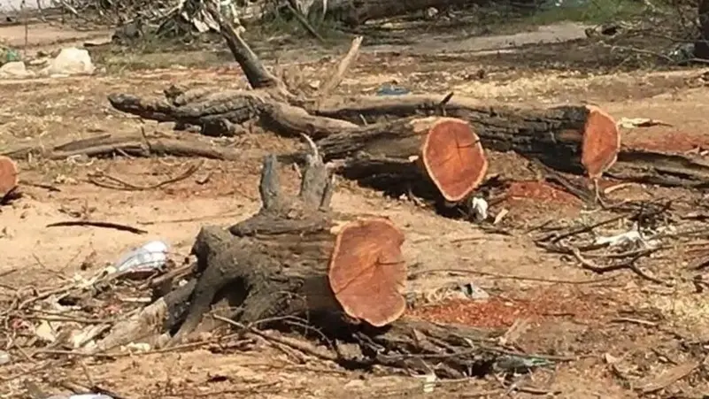 من قلب الخرطوم، تختفي غابة السنط والطيور تهاجر… حرب السودان تدمّر الطبيعة بصمت