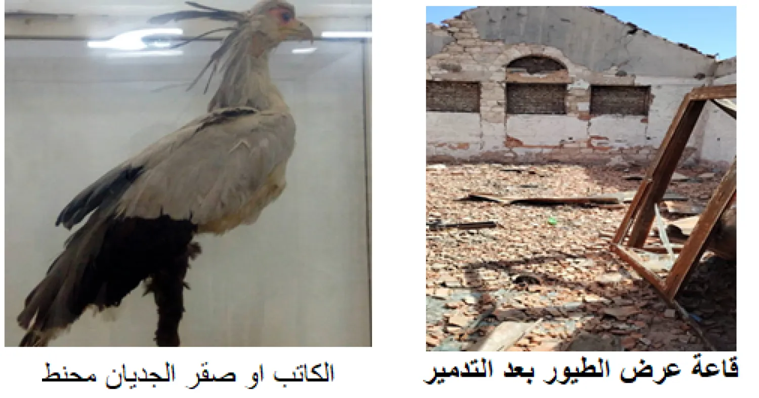 صقر الجديان محنط