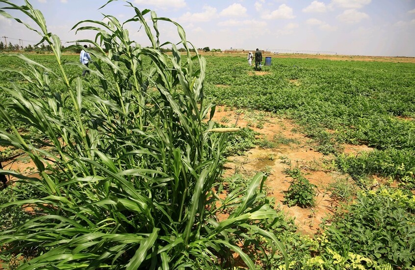 تقلص المساحات الزراعية ـ السودان